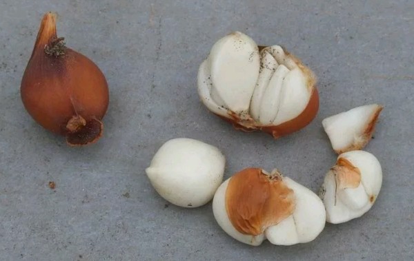 Луковицы высаживают обратно в грунт осенью, но перед этим вновь просматривают