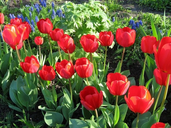 Лучше сажать растения на разные места на участке, чтобы почва «отдыхала» от тюльпанов
