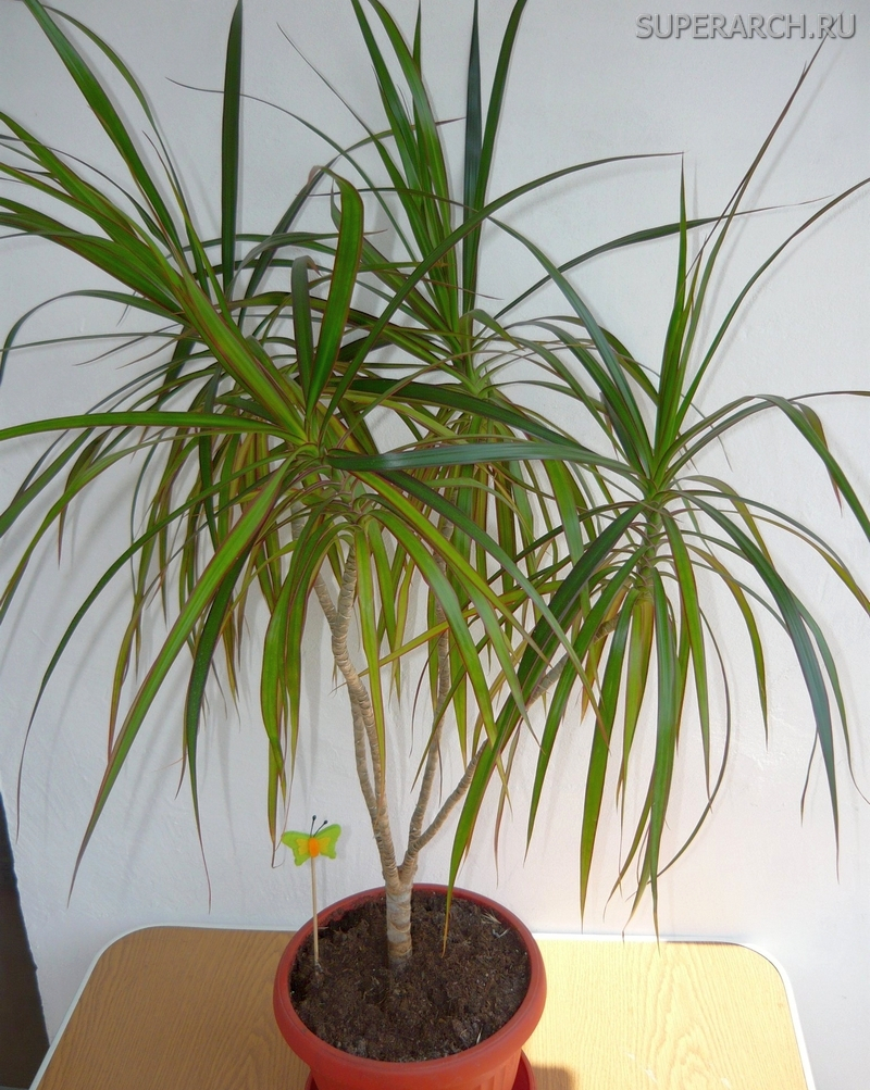 Какое комнатное растение похоже на пальму