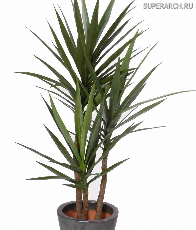 Растение похоже на пальму