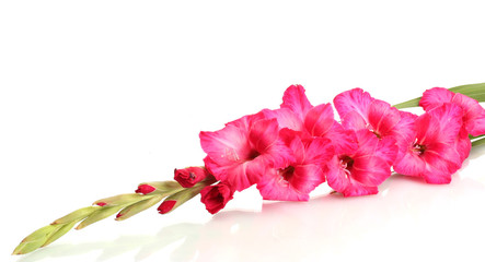 beautiful pink gladiolus, isolated on white