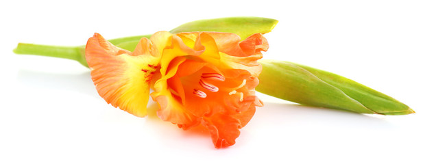 beautiful gladiolus flower, isolated on white