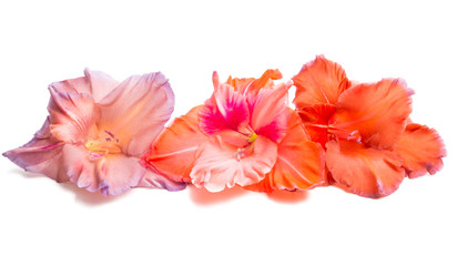 gladiolus flowers isolated