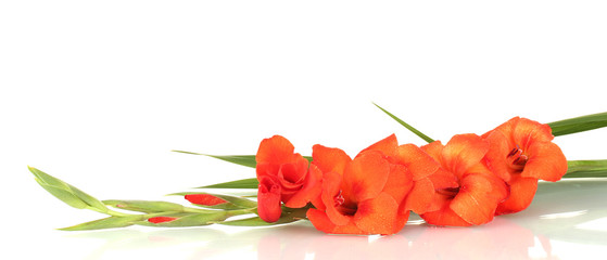 branch of orange gladiolus on white background close-up