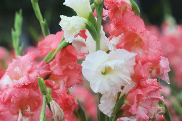 macro raindrop on flower, gladiolus flower