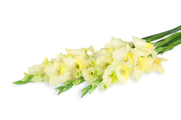 Three yellow gladiolus isolated on white background