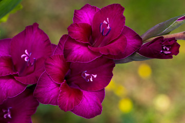 Gladiolus