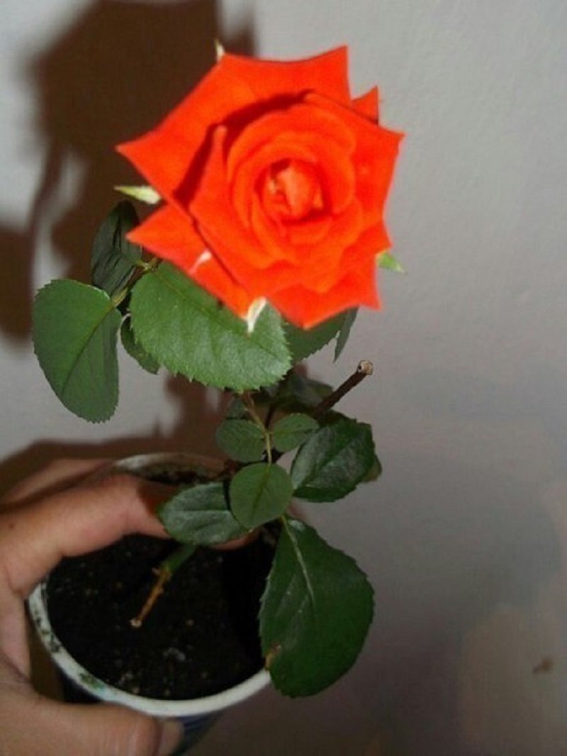 вырастить розу из черенка дома