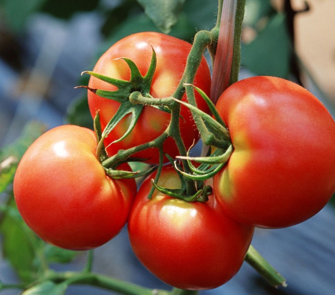 Уход за томатами в августе в теплице заключается в защите от болезней и ускорении процесса созревания