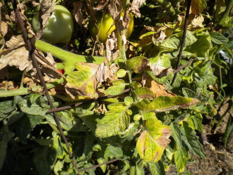 В августе при уходе за помидорами требуется защита от болезней (фитофтороз, фузариоз, стрик)