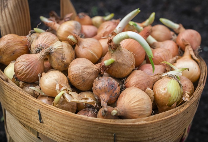 basket of sprouted onions