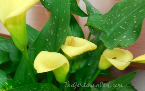 Calla lilies are popular with florists expensive but are easy to grow too!