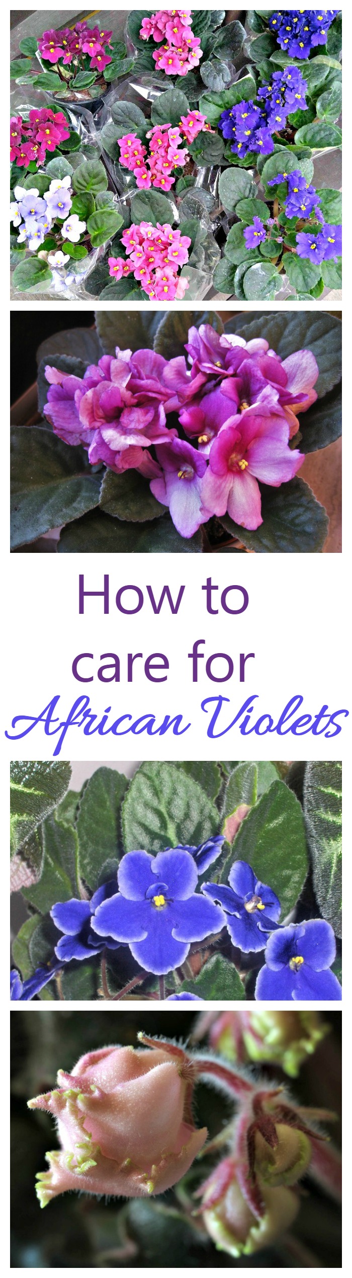 African violets are one of the few indoor houseplants that will flower year round. They can be a bit finicky to grow but these growing tips will help you.