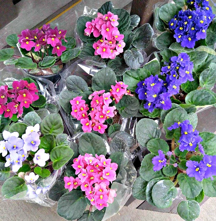 Shopping for African violets