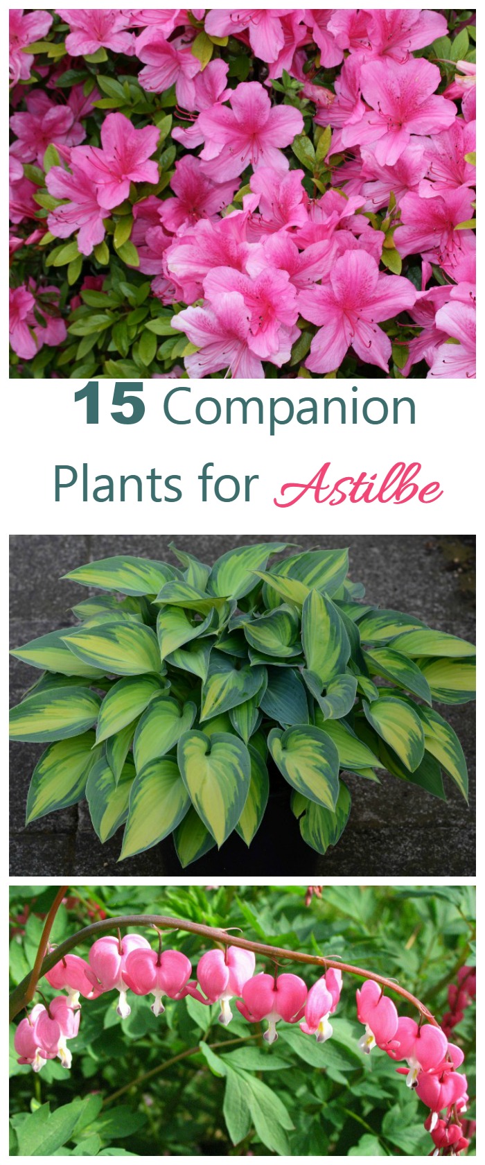 These 15 perennials and annuals make great astilbe companion plants. Most love the same shade and moisture requirements and make a great looking garden bed.