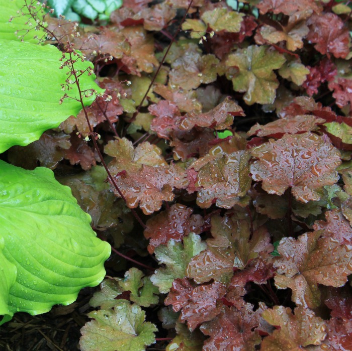 heuchera is a relative of astilbe and likes the same conditions