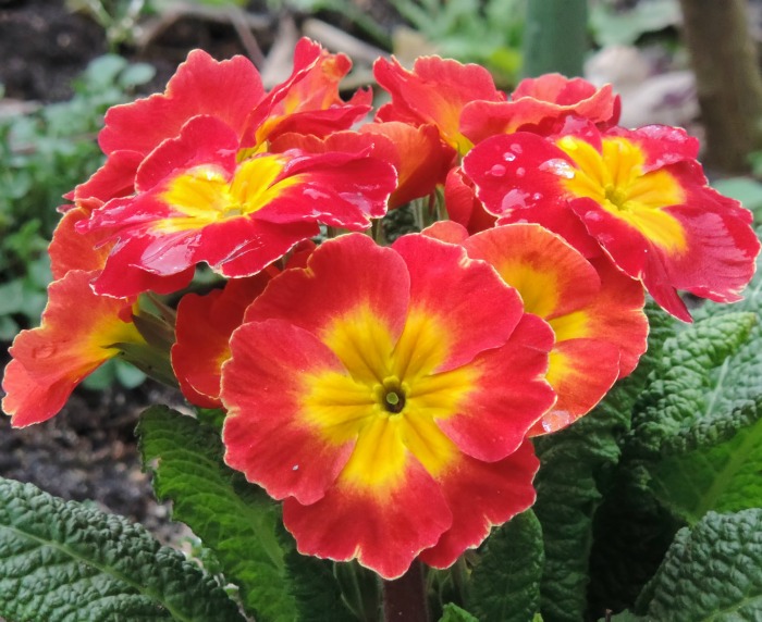 Primrose does better in the shade in southern growing zones