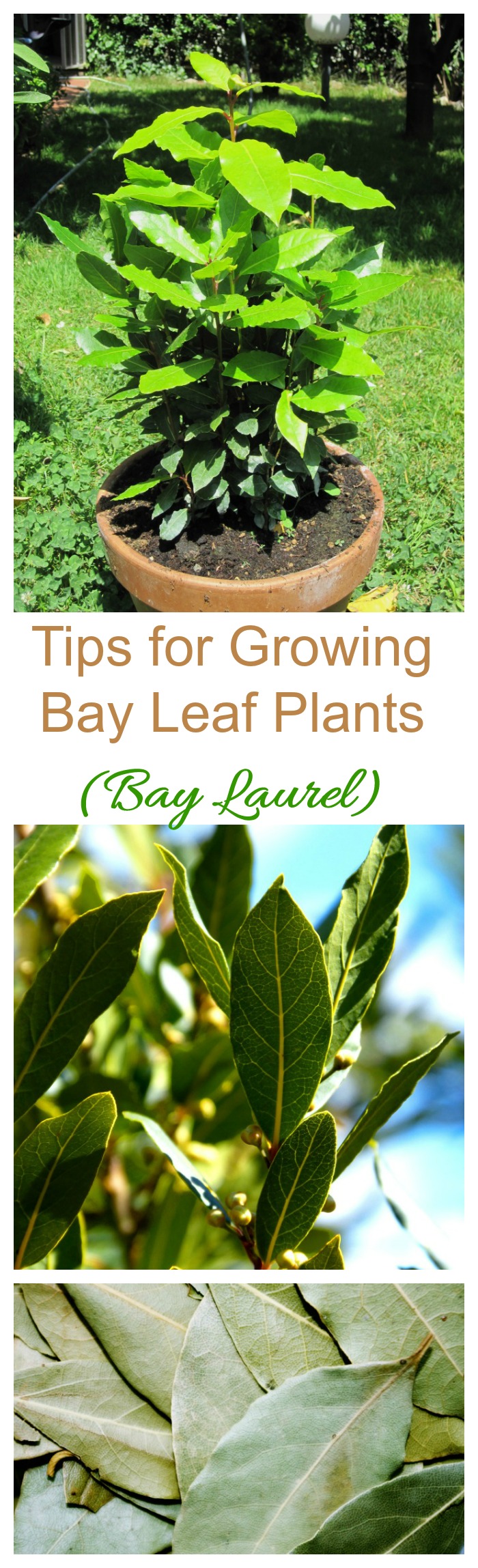 The bay leaf plant is also known as bay laurel. It can be grown in containers or as a tree or shrub in warmer zones #bayleafplalnts #baylaurel