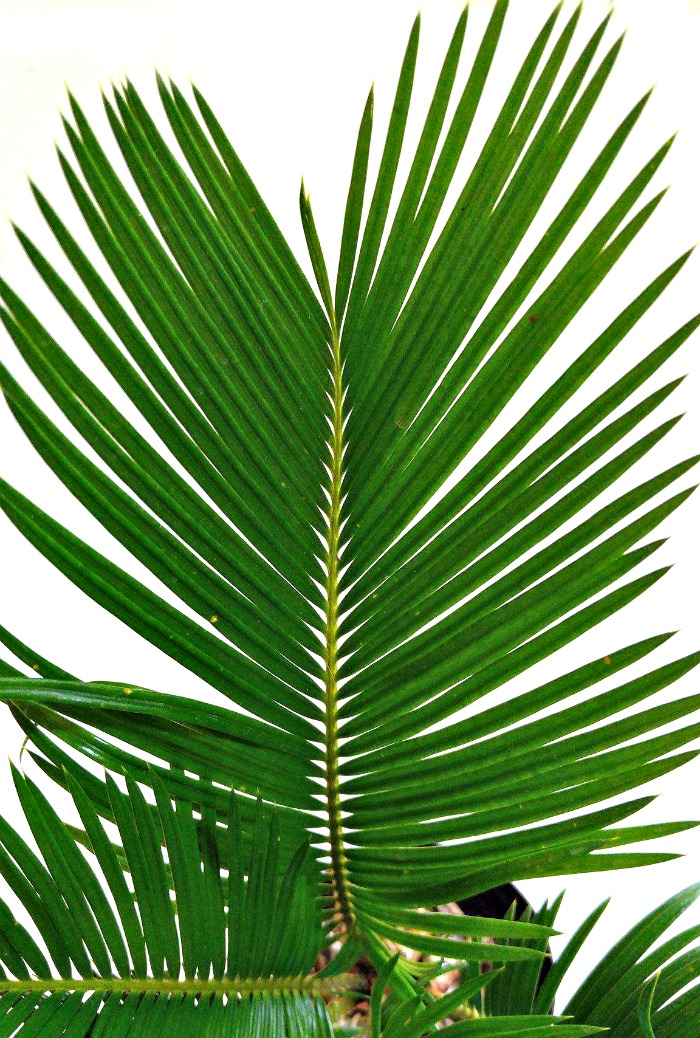 the leaves of a sago palm are very sharp