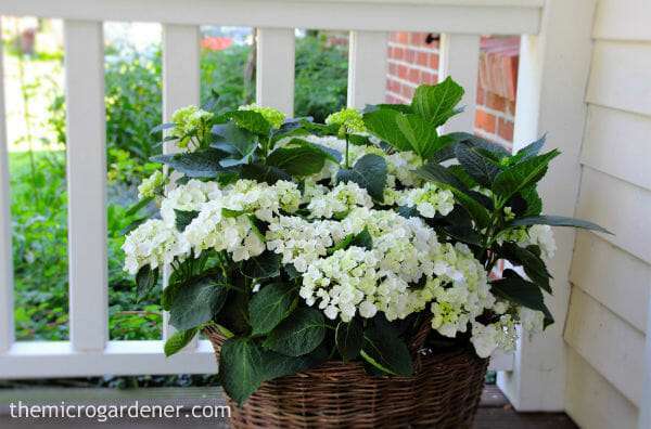 Hydrangeas can be pruned into a compact shape and look great in containers with texture like wicker baskets.