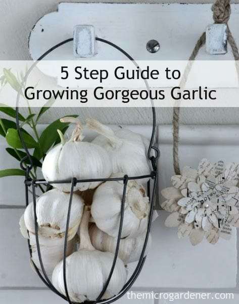 How to Grow Garlic - 5 Step Guide to Growing Gorgeous Garlic Tutorial