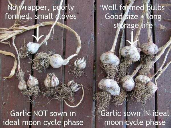 Results from one of my experiments, comparing the difference timing can make by sowing garlic in the ideal moon phases for root crops