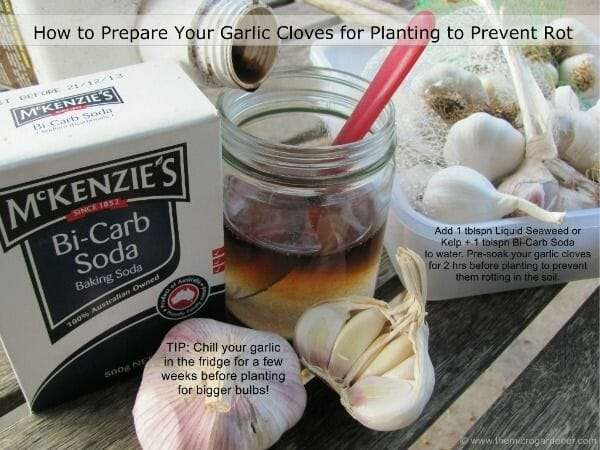 This is how to prepare garlic cloves for planting to prevent rot