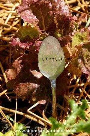 Metal spoon plant markers 