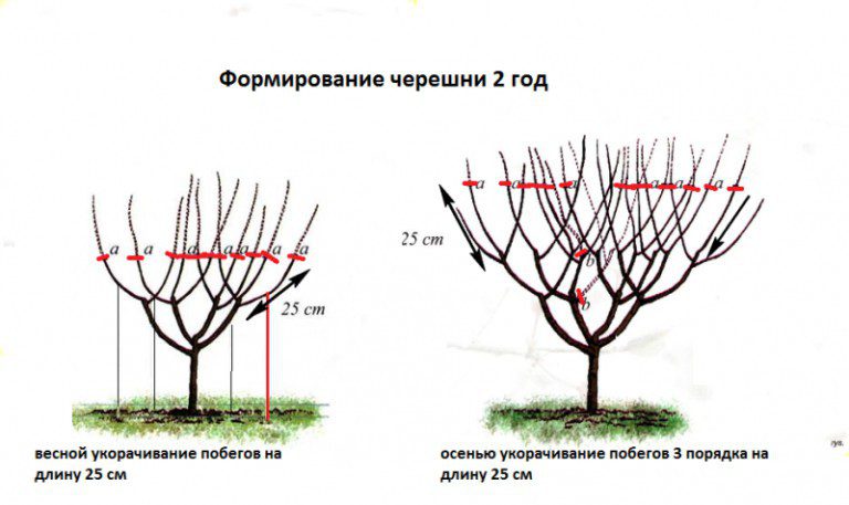 Обрезка черешни весной для начинающих в картинках пошагово