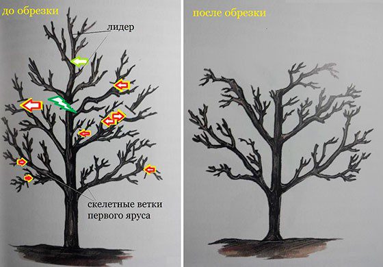 Обрезка черешни весной для начинающих в картинках пошагово