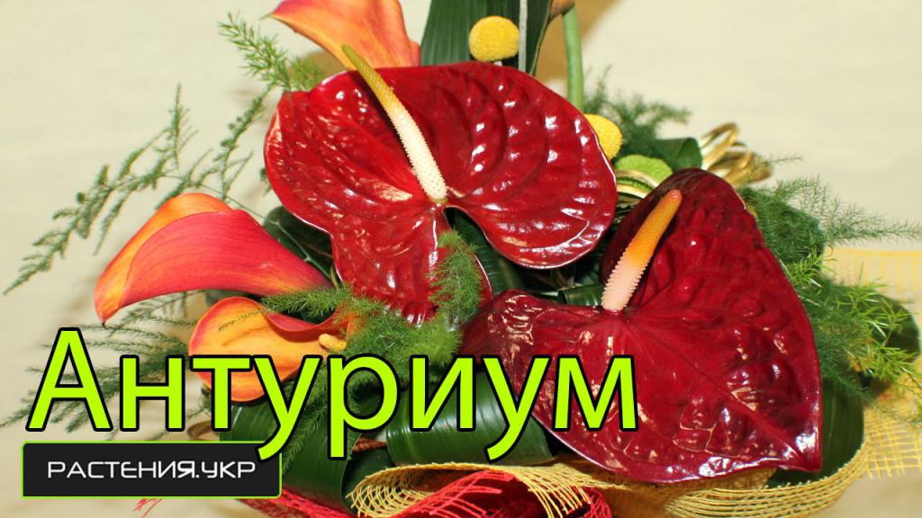 you can transplant a blooming Anthurium