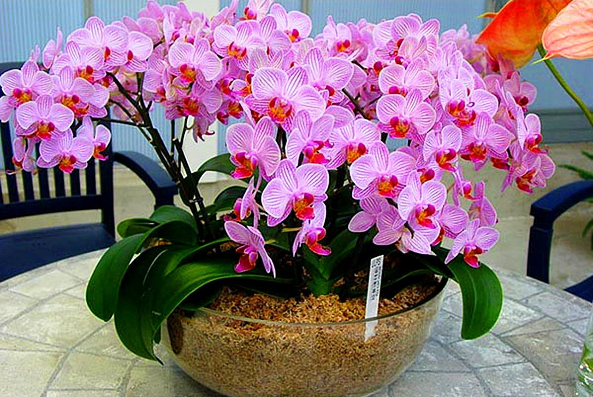 удобрение для орхидей 