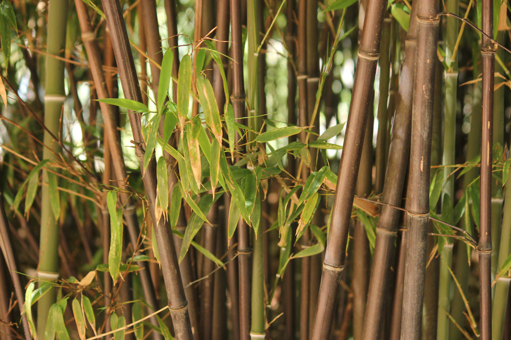 выращивание бамбука 