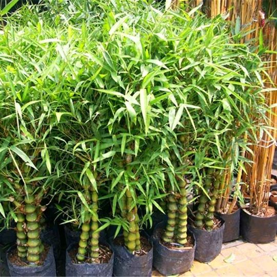 как посадить бамбук