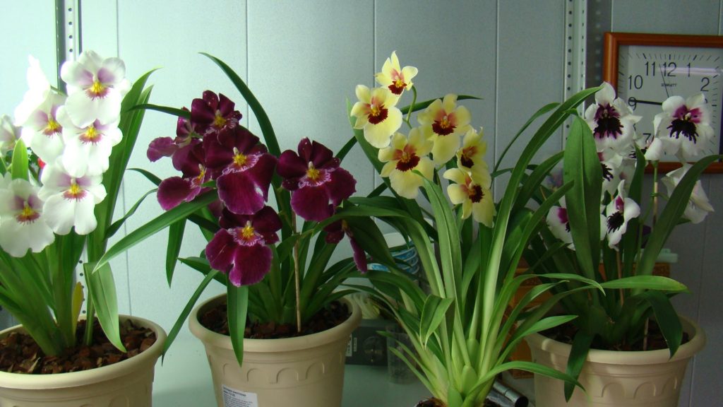 как пересадить орхидею 