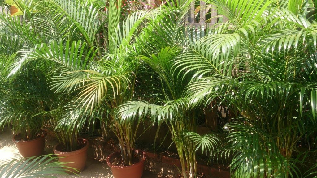 листья пальмы