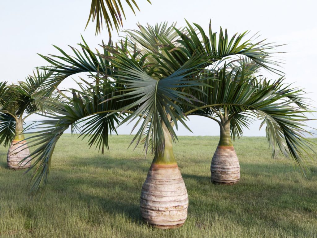 как ухаживать за пальмой