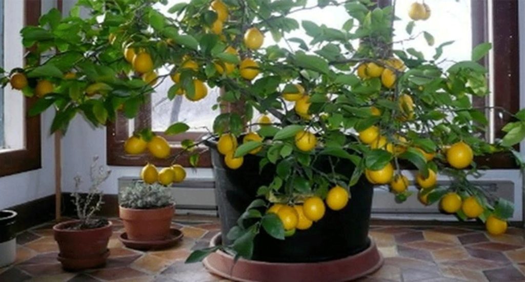 лимон дома в горшке
