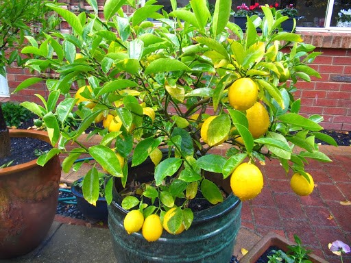 лимонное дерево 