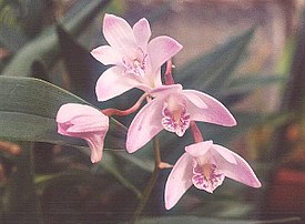 Dendrobium-kingianum.jpg