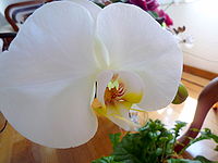 Phalaenopsis flower.JPG