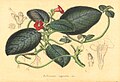 Achimenes cupreata van houtte 1847.jpg