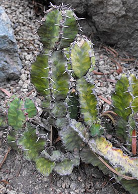 Euphorbiapseudocactus.jpg