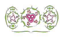 Молочай полумохнатый KR 02.jpg