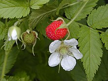 Starr 020803-0133 Rubus rosifolius.jpg