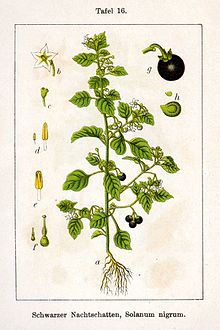 Solanum nigrum.jpeg
