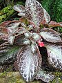 Berne Botanic garden Episcia cupreata.jpg