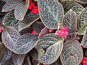 Lamiales - Episcia cupreata 3.jpg