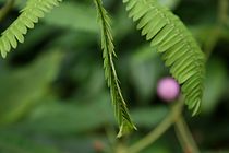 Mimosa-pudica-post.jpg