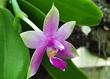 Phalaenopsis flower.JPG